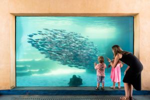 AQWA the Aquarium of Western Australia - WA Accommodation